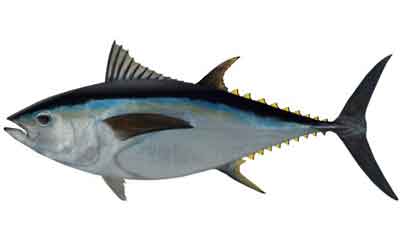 Big Eye Tuna