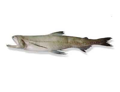 Bombay Duck