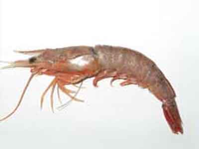 Brown Shrimp