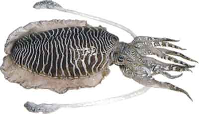 Cuttle Fish