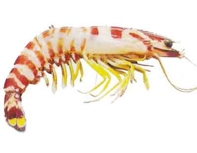 Flower Prawn