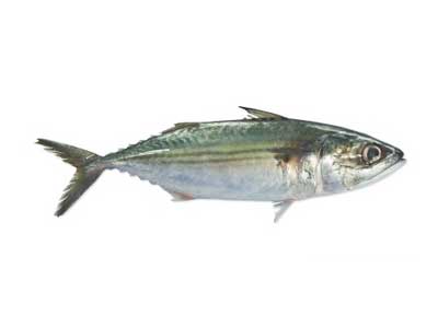 Indian Mackerel