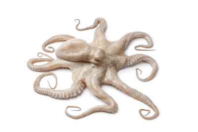 Octopus