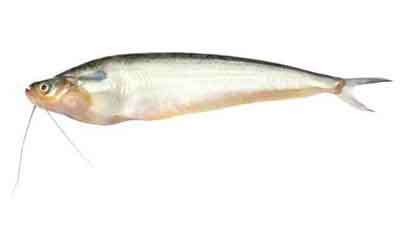 Pabda