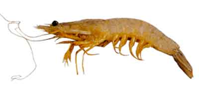 Poovalan