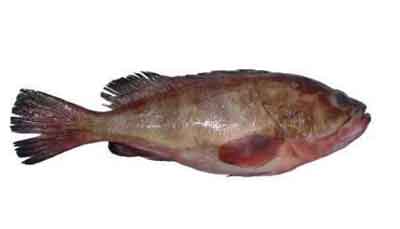 Reef Cod