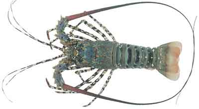 Rock Lobster