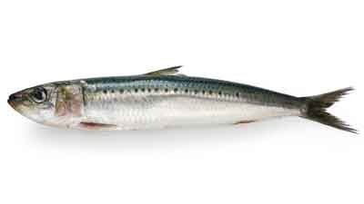 Indian Oil Sardine