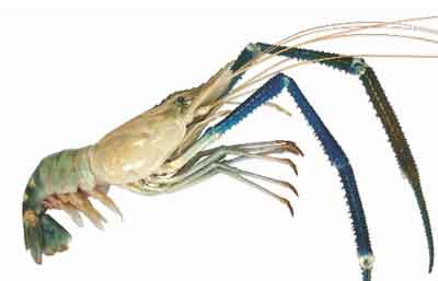 Scampi