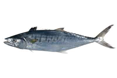 Seer Fish
