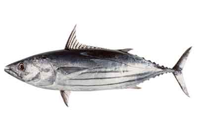 Skip Jack Tuna