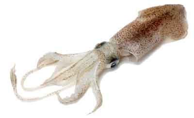 Squid