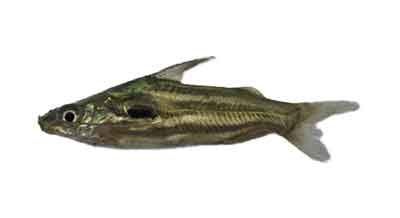 Tengra