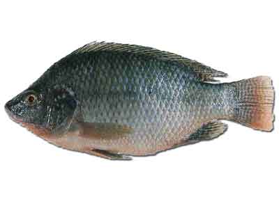 Tilapia
