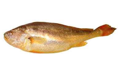 Yellow Croaker