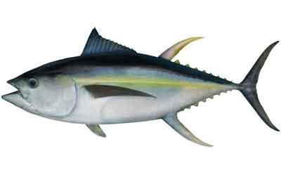 Yellow Fin Tuna